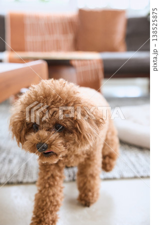 リビングを歩くトイプードル 犬のいる暮らし リビングを歩くトイプードル 犬のいる暮らし 138525875