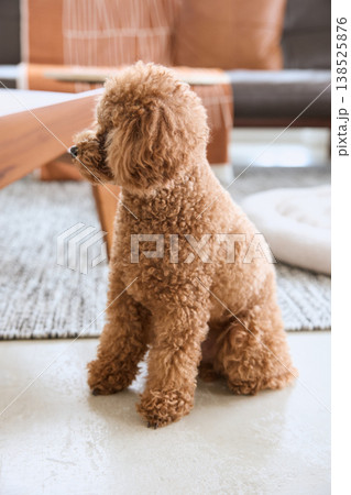 リビングで座るトイプードル 犬のいる暮らし リビングで座るトイプードル 犬のいる暮らし 138525876