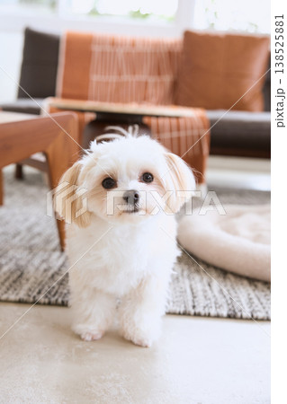 リビングでこちらを見る白い小型犬 犬のいる暮らし 138525881