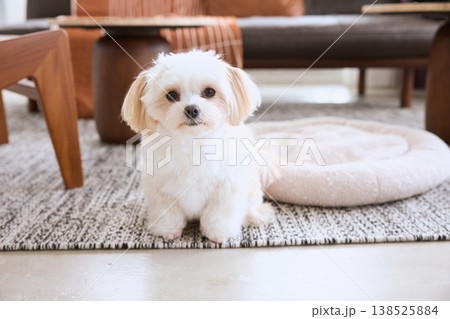 リビングのラグの上に座る白い小型犬 犬のいるナチュラルな暮らし 138525884