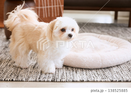 リビングのラグの上に座る白い小型犬 犬のいるナチュラルな暮らし 138525885
