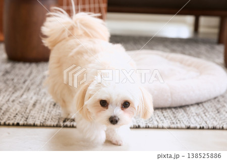 リビングのラグの上に座る白い小型犬 犬のいるナチュラルな暮らし リビングのラグの上に座る白い小型犬 犬のいるナチュラルな暮らし 138525886
