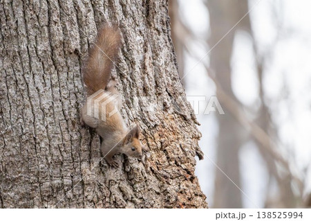 春先で耳毛がまだ長めのエゾリス 春先で耳毛がまだ長めのエゾリス 138525994