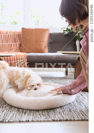 犬用ベッドを整える女性と白い小型犬 リビングで過ごす犬のいる暮らし 犬用ベッドを整える女性と白い小型犬 リビングで過ごす犬のいる暮らし 138526046
