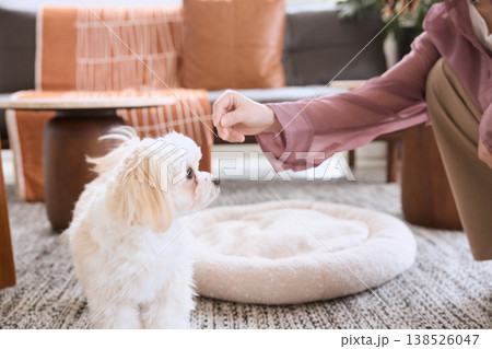 犬におやつを与える女性と白い小型犬 リビングで過ごす犬との暮らし 138526047