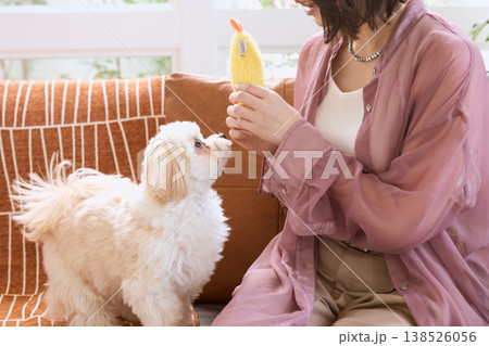 マルチーズとおもちゃで遊ぶ女性の手 ペットと暮らすライフスタイル 室内の犬とのコミュニケーション 138526056