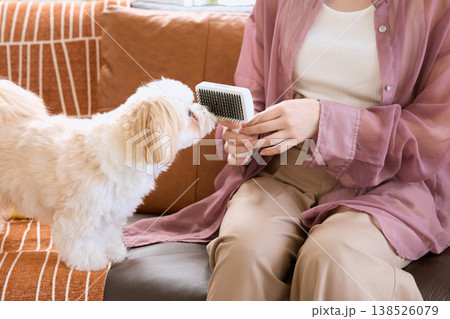 マルチーズをブラッシングする女性 ペットケア 犬のお手入れ ライフスタイル 138526079