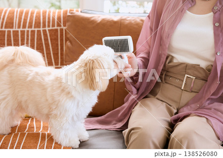 マルチーズをブラッシングする女性 ペットケア 犬のお手入れ ライフスタイル 138526080