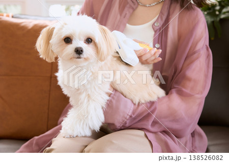 マルチーズをブラッシングする女性 ペットケア 犬のお手入れ ライフスタイル 138526082