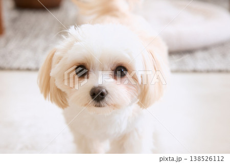 リビングのラグの上に座る白い小型犬 犬のいるナチュラルな暮らし リビングのラグの上に座る白い小型犬 犬のいるナチュラルな暮らし 138526112