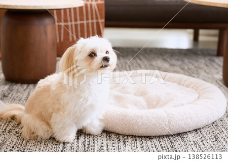 リビングで飼い主を見上げるマルチーズ 犬のいる暮らし ペットライフスタイル 138526113