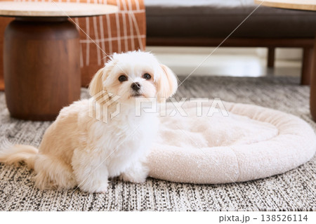 リビングで飼い主を見上げるマルチーズ 犬のいる暮らし ペットライフスタイル リビングで飼い主を見上げるマルチーズ 犬のいる暮らし ペットライフスタイル 138526114