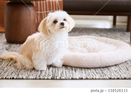 リビングで飼い主を見上げるマルチーズ 犬のいる暮らし ペットライフスタイル リビングで飼い主を見上げるマルチーズ 犬のいる暮らし ペットライフスタイル 138526115