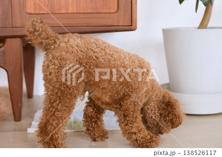 トイプードルが室内でトイレシートのにおいを嗅ぐ ペットのトイレトレーニングと日常生活 138526117