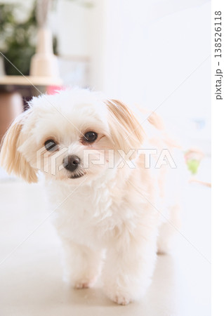 リビングのラグの上に座る白い小型犬 犬のいるナチュラルな暮らし リビングのラグの上に座る白い小型犬 犬のいるナチュラルな暮らし 138526118