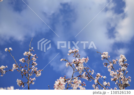 春の桜と空と雲 春の桜と空と雲 138526130