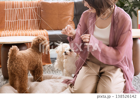 トイプードルとマルチーズにおやつをあげる女性 犬のしつけとペットライフ トイプードルとマルチーズにおやつをあげる女性 犬のしつけとペットライフ 138526142