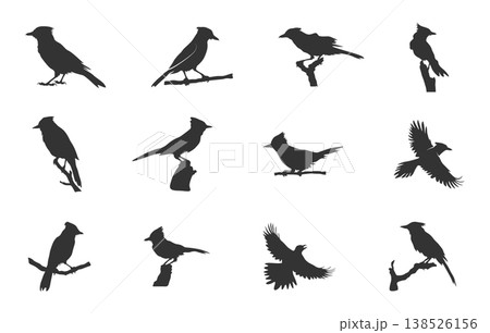 Blue jay birds silhouette set, Blue jay svg, Birds silhouette, Blue jay vector, Blue jay birds clipart. Blue jay birds silhouette set, Blue jay svg, Birds silhouette, Blue jay vector, Blue jay birds clipart. 138526156