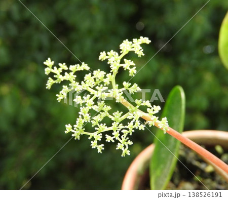丸い葉っぱが可愛い「ピレア・ペペロミオイデス」の花 丸い葉っぱが可愛い「ピレア・ペペロミオイデス」の花 138526191