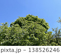 大きな木 138526246