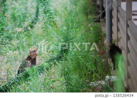 草原を歩く二匹の野良猫 草原を歩く二匹の野良猫 138526434