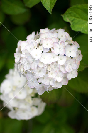 小田原城公園の紫陽花 138526445
