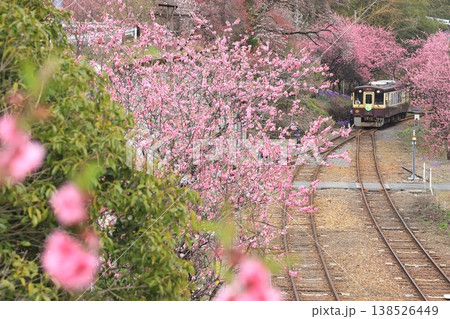 わたらせ渓谷鐵道「花桃咲く神戸駅からの俯瞰風景」 わたらせ渓谷鐵道「花桃咲く神戸駅からの俯瞰風景」 138526449