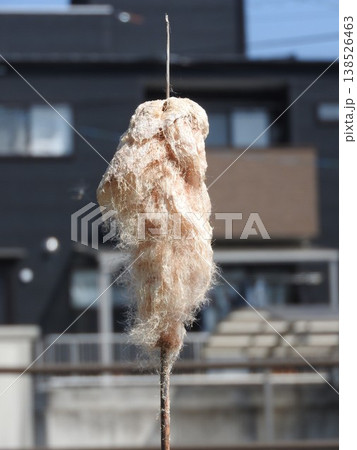 ガマの穂 ：春に綿毛が飛ぶ直前の状態 138526463