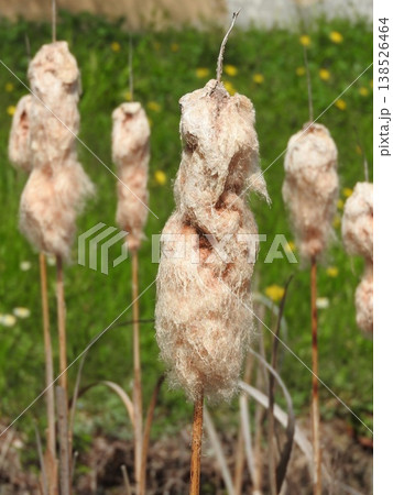 ガマの穂 ：春に綿毛が飛ぶ直前の状態 138526464