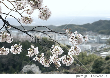 鳥取県米子市の春の米子城跡 138526493