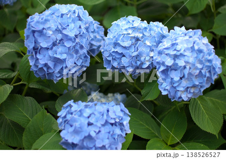 小田原城公園の紫陽花 小田原城公園の紫陽花 138526527