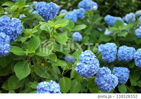 小田原城公園の紫陽花 138526552