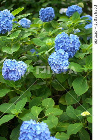 小田原城公園の紫陽花 138526553