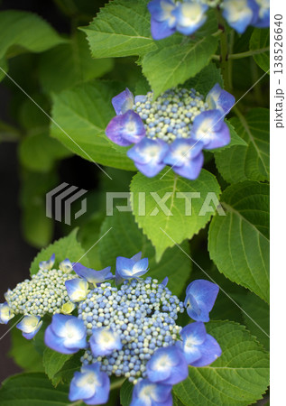 小田原城公園の紫陽花 138526640
