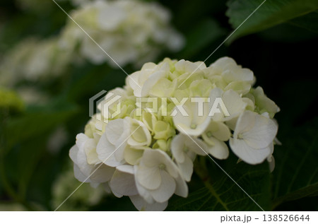 小田原城公園の紫陽花 138526644