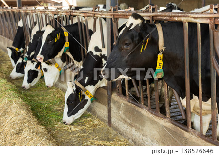 Cows feeding on hay in barn 138526646