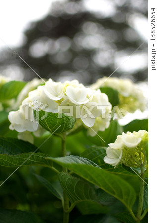 小田原城公園の紫陽花 138526654
