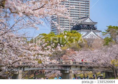 春の岡崎城、満開の桜〈愛知県岡崎市〉 138526664