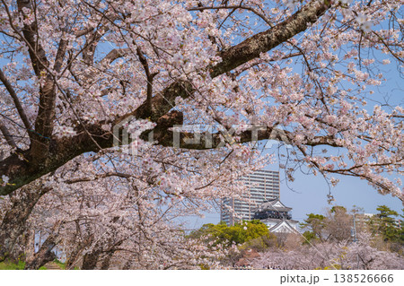 春の岡崎城、満開の桜〈愛知県岡崎市〉 春の岡崎城、満開の桜〈愛知県岡崎市〉 138526666