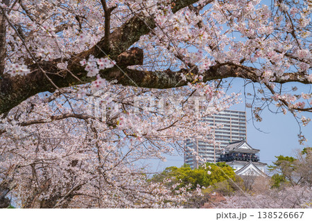 春の岡崎城、満開の桜〈愛知県岡崎市〉 138526667