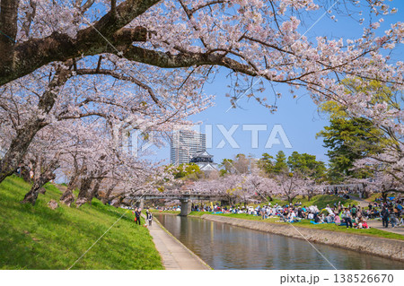 春の岡崎城、満開の桜〈愛知県岡崎市〉 春の岡崎城、満開の桜〈愛知県岡崎市〉 138526670