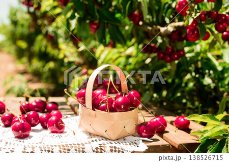 still life of cherries in wicker basket on table in garden still life of cherries in wicker basket on table in garden 138526715