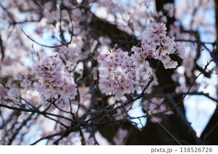 山梨県　わに塚のサクラ 138526726