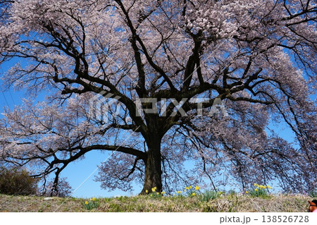山梨県　わに塚のサクラ 138526728