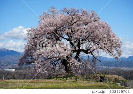 山梨県　わに塚のサクラ 138526762
