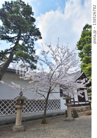 御香宮神社の桜 御香宮神社の桜 138526782