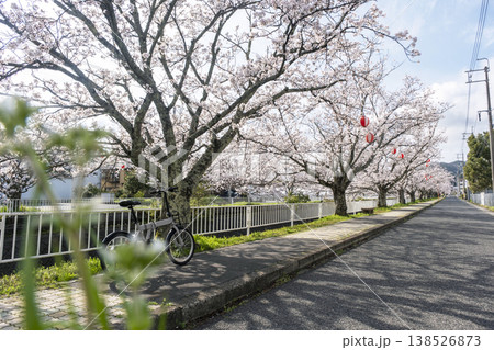 桜の下をサイクリングで楽しむイメージ　倉吉市絵下谷川沿い 138526873
