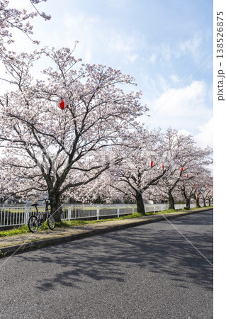 桜の下をサイクリングで楽しむイメージ　倉吉市絵下谷川沿い 138526875