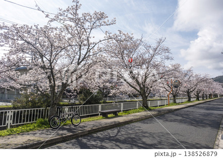 桜の下をサイクリングで楽しむイメージ　倉吉市絵下谷川沿い 138526879