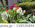花壇に咲くチューリップ 138526894